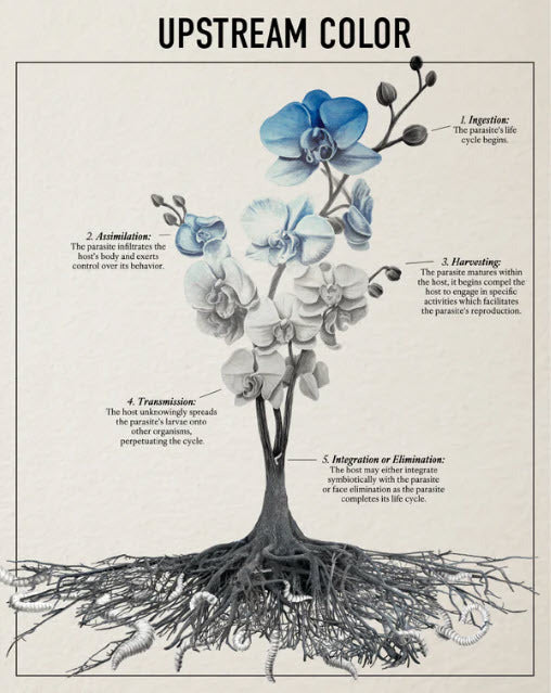 UPSTREAM COLOR (2013)